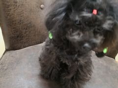 -多卡布奇宠物生活馆(上林世家店)