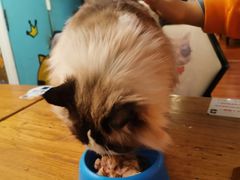 -猫小院猫主题咖啡厅(北锣店)