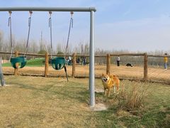 -爪吧宠物乐园·宠物泳池(温榆河示范区店)