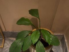 -大食客·非遗吉菜(高新和园店)