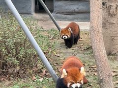 -成都动物园