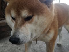 -柴犬高等学院·狗咖·柴犬售卖·宠物训练