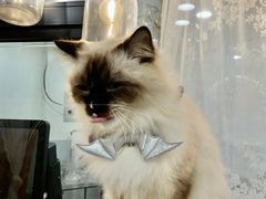 -共舞时光猫咖·狗咖(新街口店)