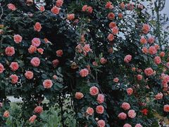 -都江堰玫瑰花溪谷