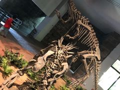 -自贡恐龙博物馆