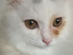 -萌兽医馆·犬猫专科·眼科中心·宠物医院(朝阳门分院)