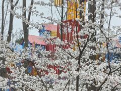 -合肥滨湖国家森林公园