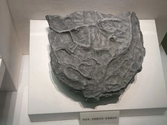 -天津自然博物馆