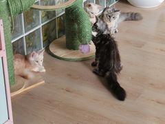-十年猫舍·猫咪专门店(普陀店)