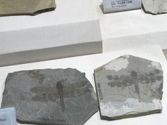 -辽宁古生物博物馆