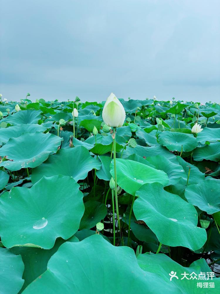 金湖雅荷花园图片