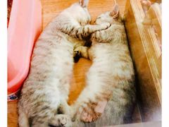 -证大大拇指广场(芳甸路店)