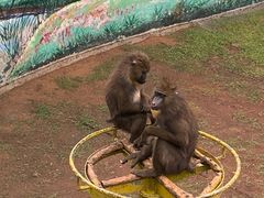 -西霞口神雕山野生动物世界