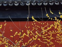 -黎里古镇