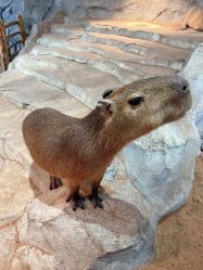 -Zoolung Zoolung动物主题公园(海信广场店)