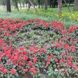 无锡橙V有特权