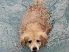 -汪说喵讲宠物乐园宠物酒店(红星美凯龙店)