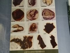 -辽宁古生物博物馆