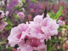 -南国桃园旅游度假区