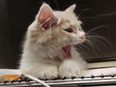 -宠爱国际动物医院· 猫科· 外科·中兽医(长白店)