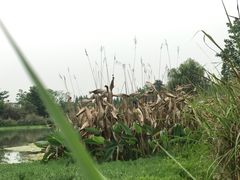 -桤木河湿地公园