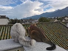 -喵屿·大理花园猫咖