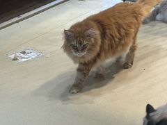 -藏猫猫咖啡主题馆(中央大道店)