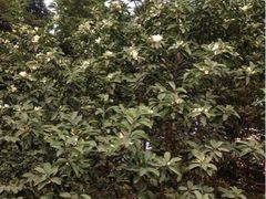 upload_pic-神仙树公园