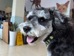 -瑞派申生动物医院·24H夜诊·国际动物医疗中心·骨外科(吴中路店)