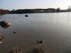-海珠湖公园