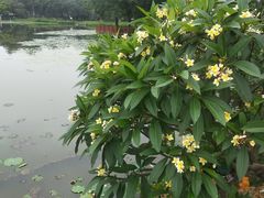 -映月湖公园