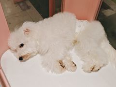 -FAELING PETS美天灵宠物(合生汇店)