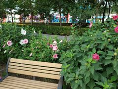 -大兴滨河森林公园