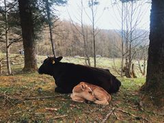 -硗碛藏寨·神木垒景区
