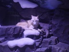 -上海海昌海洋公园-冰山北极馆