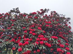 -贵州百里杜鹃风景名胜区