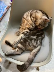 -幸运7纹身刺青Lucky7tattoo