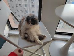 -团子家猫咪猫咖馆·柯基·柯尔鸭