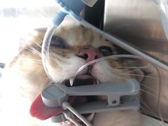 -关爱宠物医院·猫科中心·消化科(滨湖万达分院)