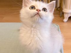 -东方名猫馆·英短金渐层布偶猫舍(环线广场1号楼店)