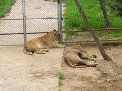 -西霞口神雕山野生动物世界