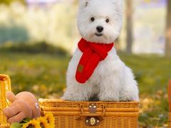 -萌宠之家·腊肠犬·马尔泰·小体犬舍