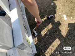 -前小桔亲子创意农场·草莓采摘·露营烧烤