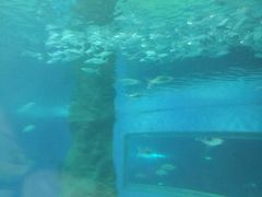 -北戴河圣蓝海洋公园