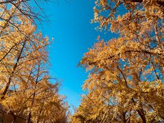 -三里屯东五街银杏大道