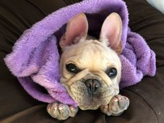 -1013 PET SHOP 宠物商店(近铁城市广场店)