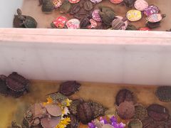 -中环花鸟鱼虫市场