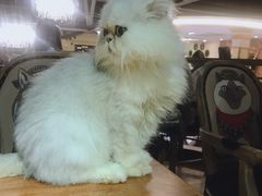 -more than meow吴止猫主题餐厅(承德 中船汇店)