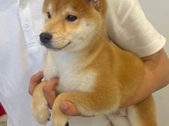 -翊宠yipet猫狗购宠庄园犬舍•猫舍