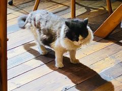 -猫爷的腔调·黔小馆(交大医学住宅区店)